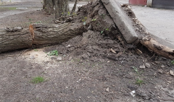 Верер может повалить старые деревья.