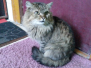 Кот.
