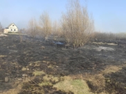 Последствия пала травы в СНТ «Салют» Каширского района.