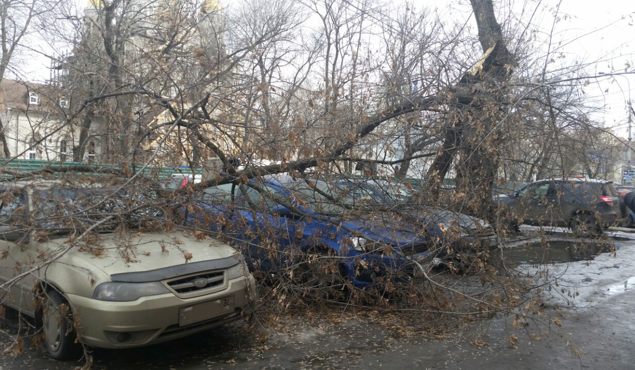 Новости воронежа сегодня видео. Деревья поваленные ветром. Сильный ветер в Воронеже. Ветер 20 м/с последствия. ДТП Воронежская область 27 марта.