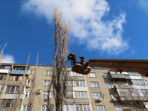 Санитарная обрезка деревьев в Воронеже.