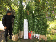 Мужчина вырастил коноплю и марихуану.