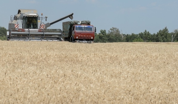 Воронежские аграрии собирают урожай.
