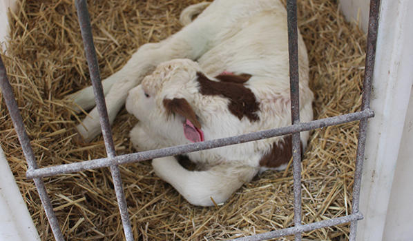 На складе обнаружили подозрительный заменитель цельного коровьего молока для телят.