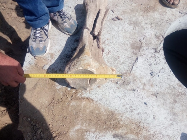 Рабочие нашли кость мамонта.