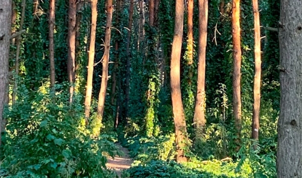 Северный лес в Воронеже.