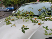 В Воронеж придут заморозки.