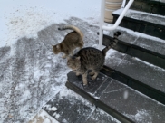 В ближайшие дни похолодает.