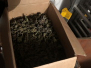 У парня изъяли коробку марихуаны.