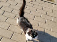 Кот.
