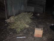 Такие кусты обнаружили у воронежца.