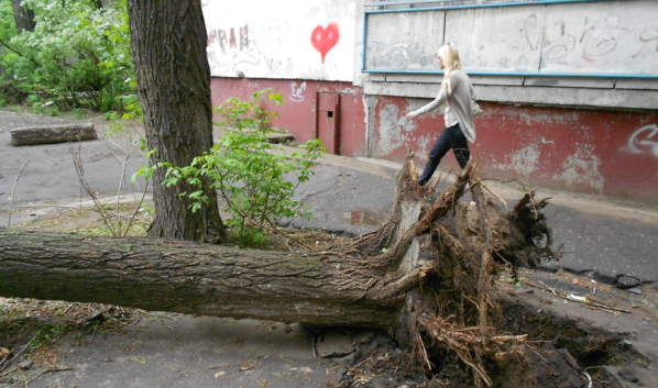 Сильный ветер может свалить дерево.