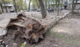 Ветер может повалить деревья.