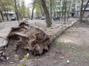 Ветер может повалить деревья.