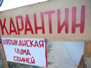 В районе был объявлен карантин.
