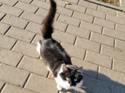 Кошка.