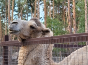 Жара идет в Воронеж.