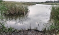 Воронежец утонул в пруду.