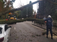 Дерево перекрыло проезжую часть.