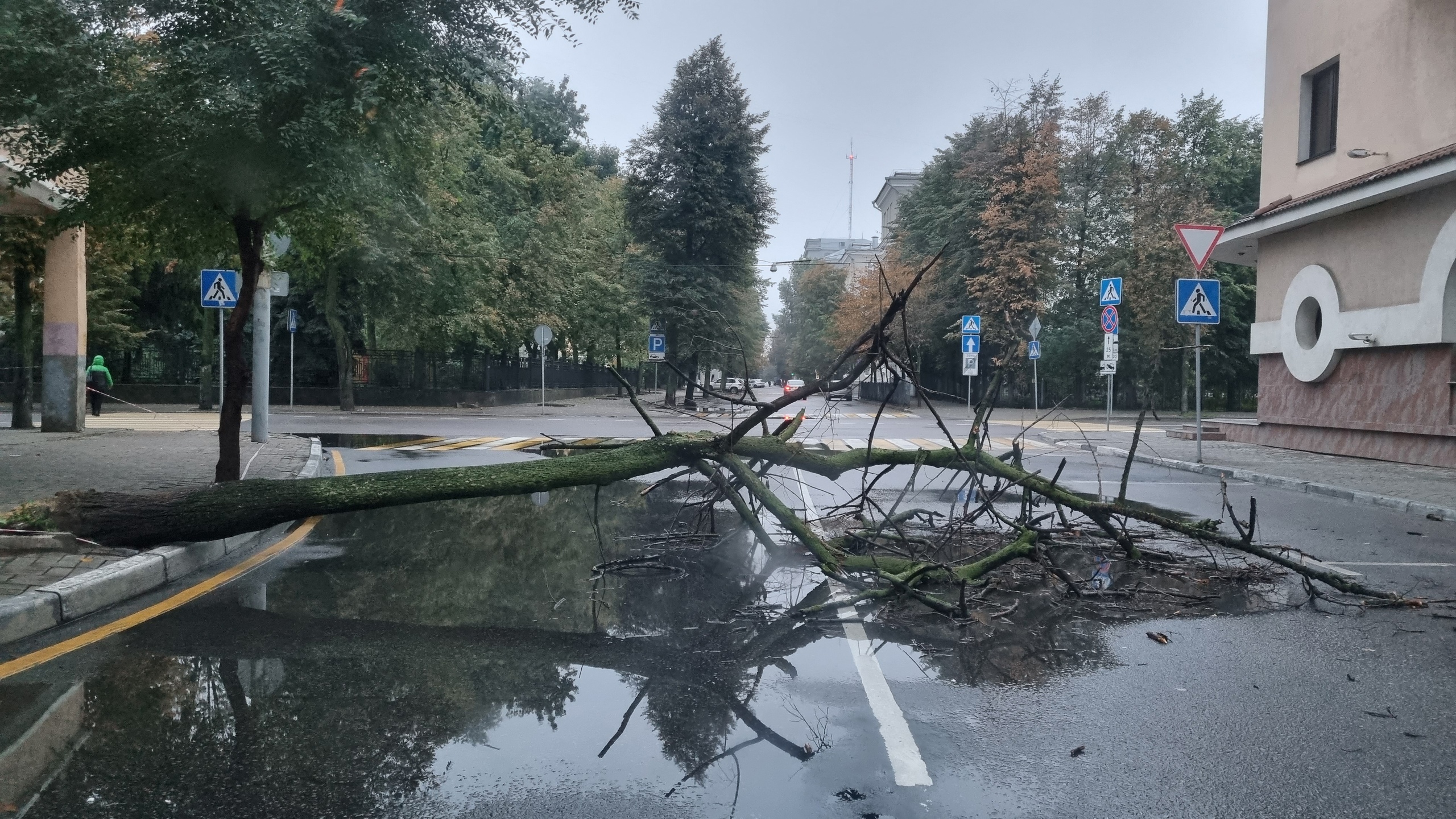 Дерево упало на дорогу