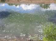 Росприроднадзор проверил информацию о заморе рыбы в реке Воронеж.