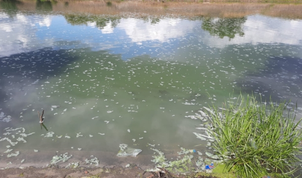 Росприроднадзор проверил информацию о заморе рыбы в реке Воронеж.