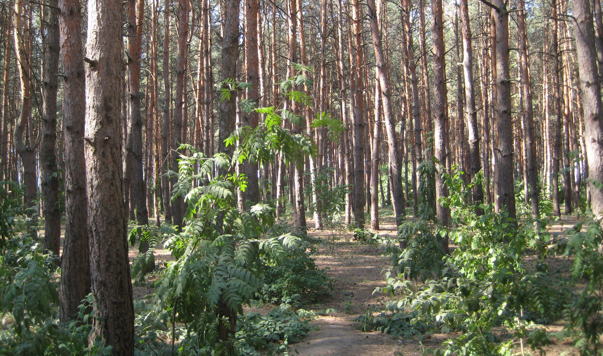 воронеж парк северный лес