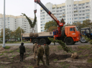 Высадка деревьев на улице Острогожской.