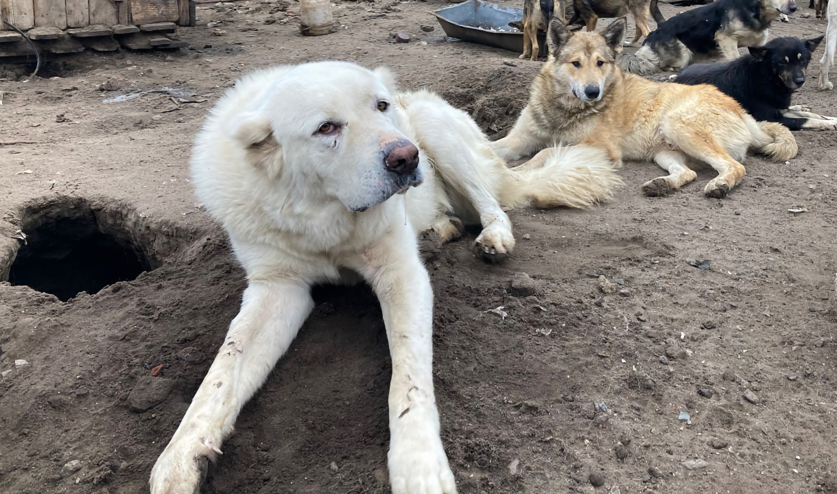 Кровавая ночь»: В Воронеже около 20 собак жестоко убили в приюте «Дора»