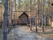 Сосновый лес.