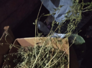 Запрещенную траву нашли во дворе у воронежца.