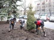 Высадили голубые ели.