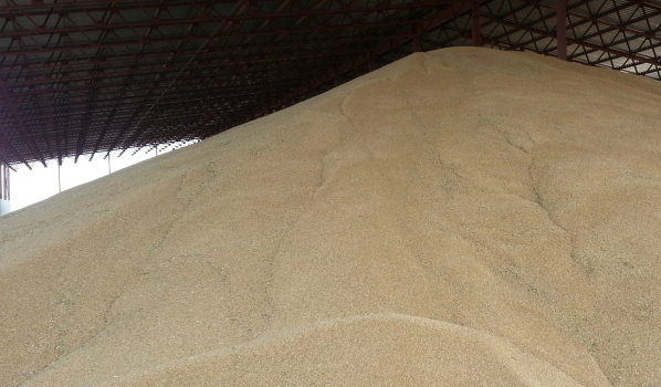 Зерно отправляют на экспорт.