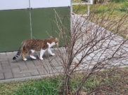 Чаще всего бешенство выявляли у кошек.