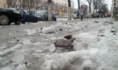Ходить по улицам города сейчас непросто.