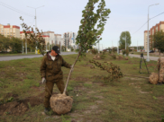 В Воронеже высадят новые деревья.