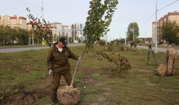 В Воронеже высадят новые деревья.