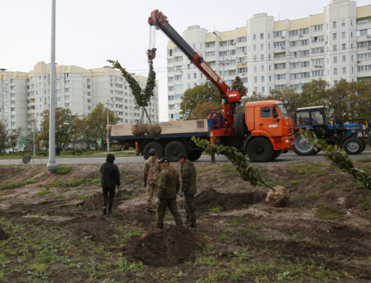 В Воронеже высадят новые деревья.