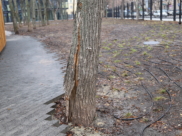 Поврежденное дерево в парке «Орлёнок».