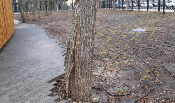 Поврежденное дерево в парке «Орлёнок».