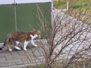 Бешенство выявляли у кошек.