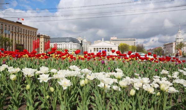 Тюльпаны в Воронеже.