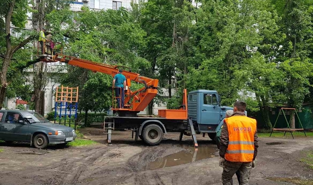 Воронежцы пожаловались на УК «Борей», спиливающую деревья в чужом дворе