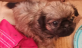 Щенок пекинеса.