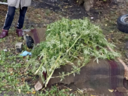 Селянка хранила наркотики в своем дворе.