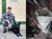 Служебная собака помогли найти наркотики.