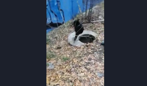 Бобра спасли из колодца.