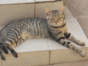 Кот.