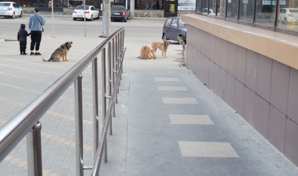 Свора бездомных собак в Воронеже.