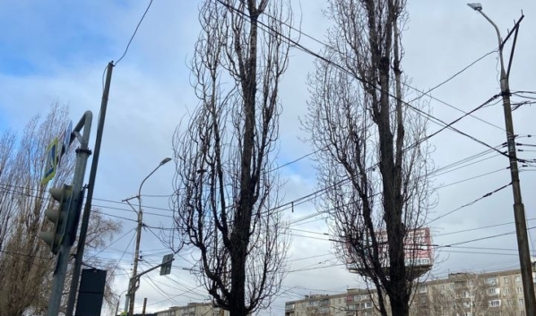 Деревья удалят.